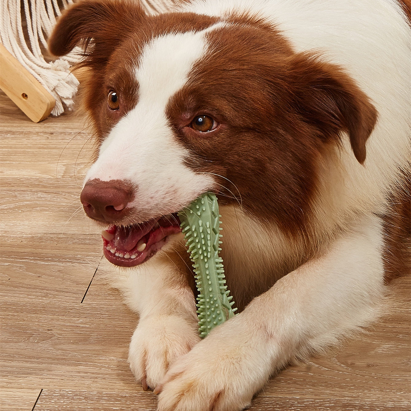 Chew Toys For Teeth Cleaning